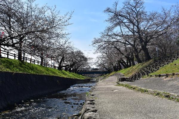 高田川沿いの桜の木