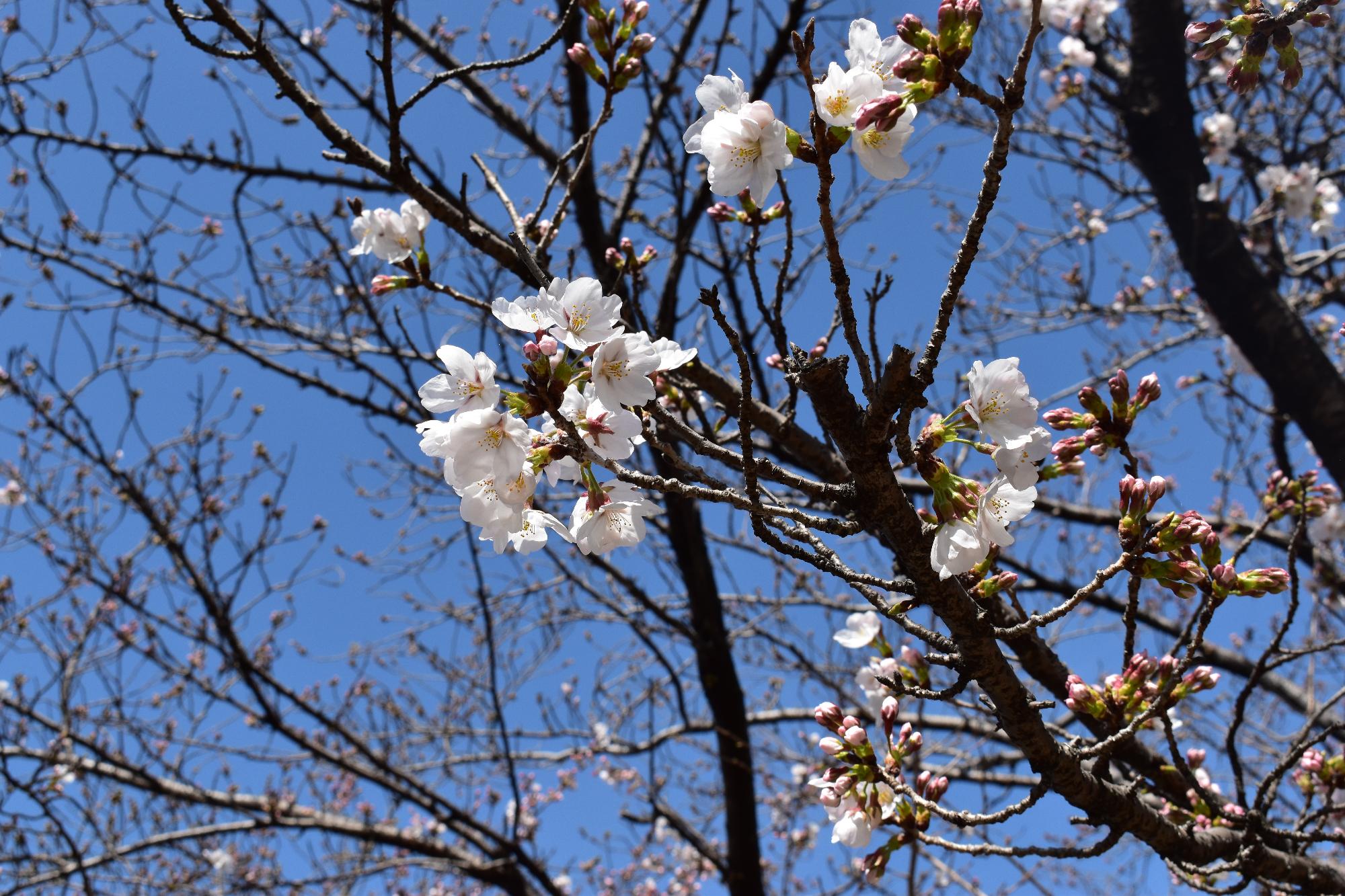 桜とつぼみのようす