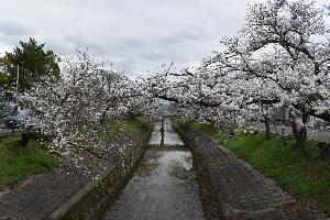 高田橋から見た桜並木