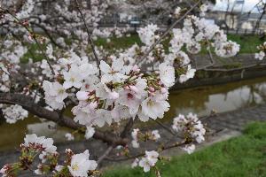 5～7部咲きの桜