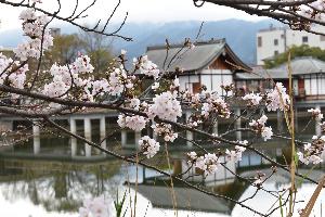 大中池と桜