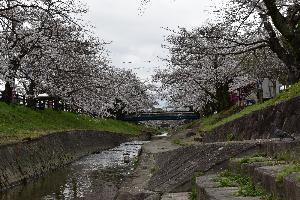 大中公園の桜並木
