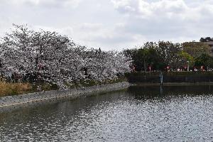 桜と大中池