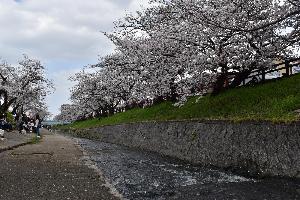 流れる高田川と満開の桜