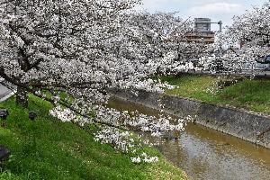 満開の桜と高田川