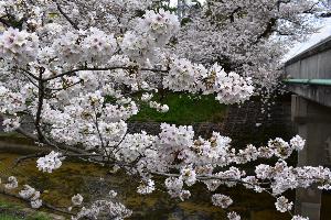 満開の桜