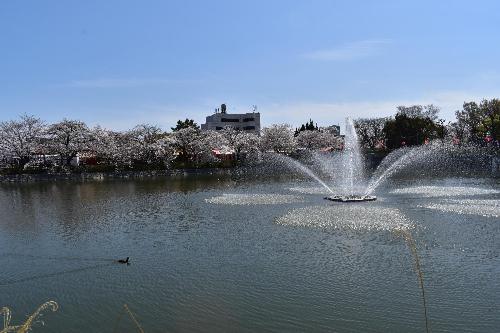 池の噴水と満開の桜