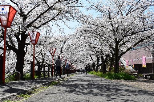 満開の桜のトンネル