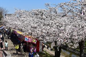 屋台と桜