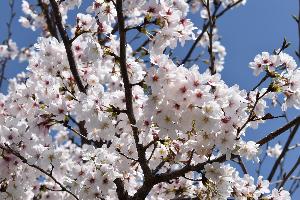 満開の桜と青空