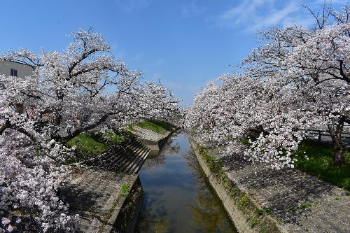 高田橋北側の桜