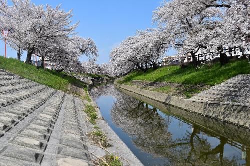 水面に映る高田千本桜