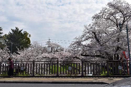 高田橋南側の満開の桜
