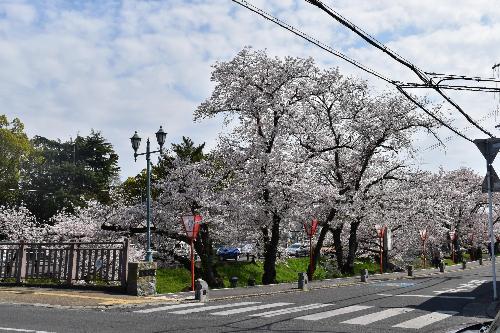 見頃の桜