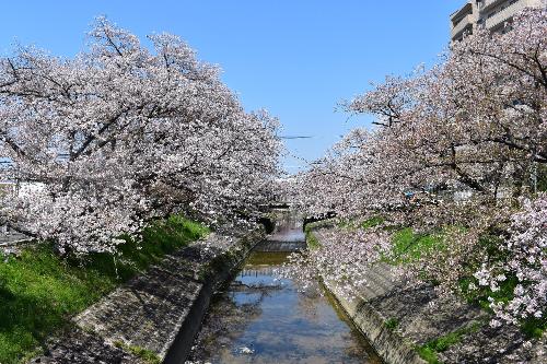 高田川沿いの桜