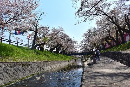 高田川から見る桜