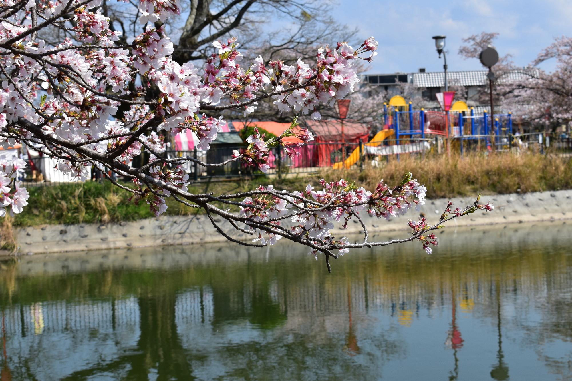 大中公園内の桜の様子