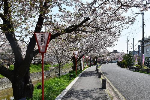 道路沿いの桜の木