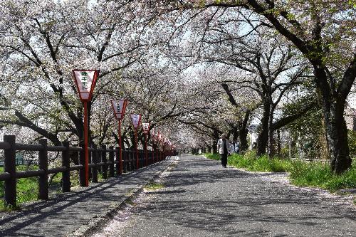 散り始めの桜の様子
