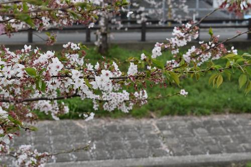 散り始めた桜と緑色の葉