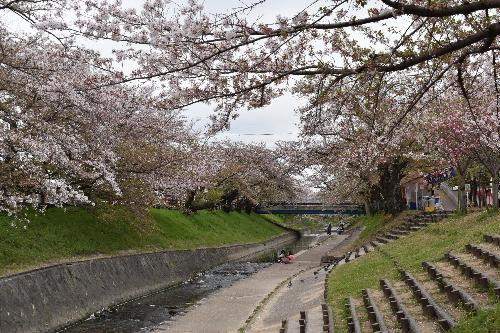 高田川と葉桜