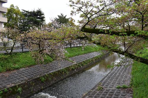 高田橋から見た桜の木