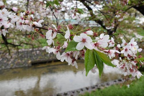 ところどころに残る桜の花