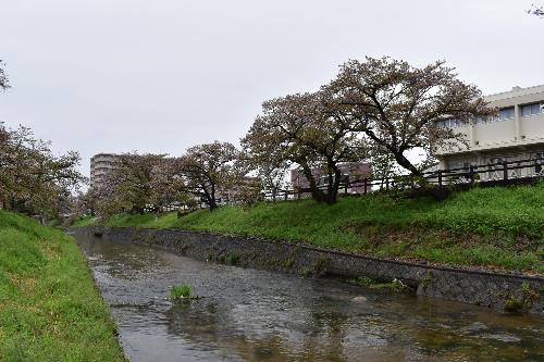 花びらがほとんど散った桜の木