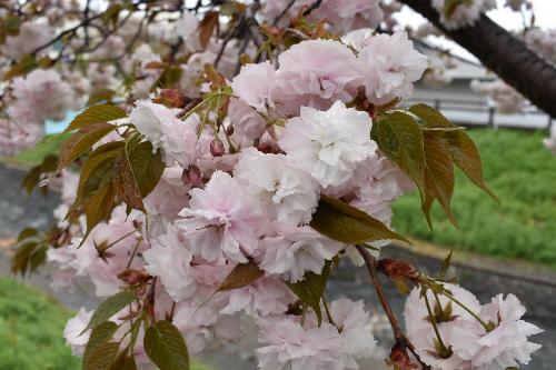 雨に濡れた八重桜