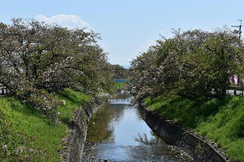 高田川と新緑の写真