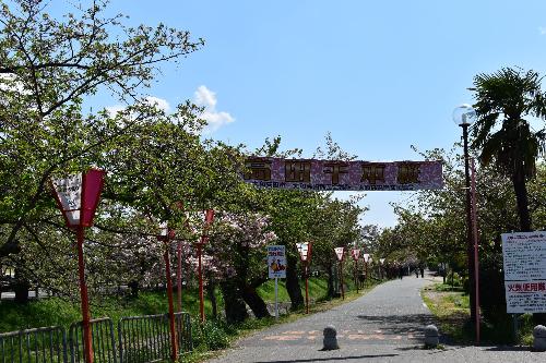 大中公園内の並木の様子