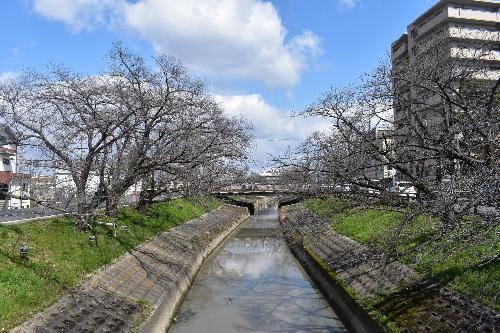 橋から見た桜の様子