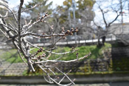 桜のつぼみの様子