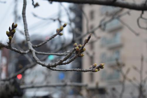 桜のつぼみの様子