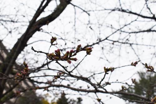 川沿いの開花状況