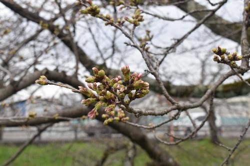 開花間近のつぼみの様子