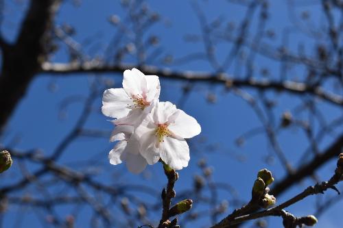 開花した桜