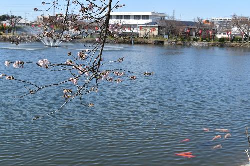 開花した桜と大中池の鯉