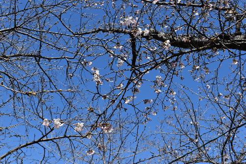 桜と空