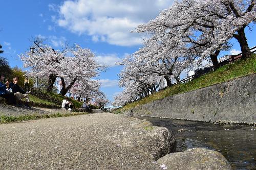 大中公園内高田川からみた千本桜