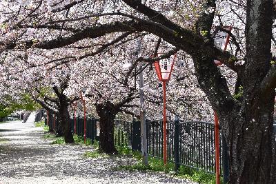 桜が散り始めている様子