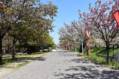 大中公園内の高田川沿いの葉桜の様子