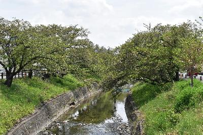 桜が完全に散った様子