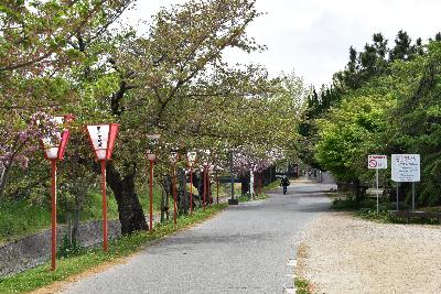 桜並木の新緑の様子