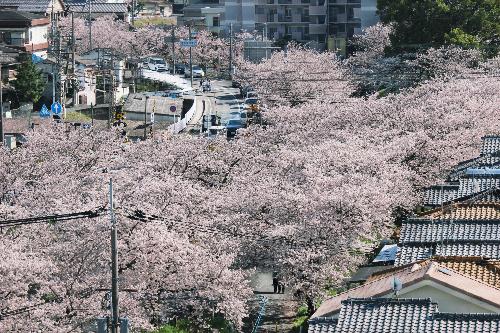 上から見た桜の景色
