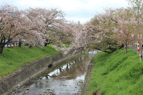 高田川沿いの桜の様子