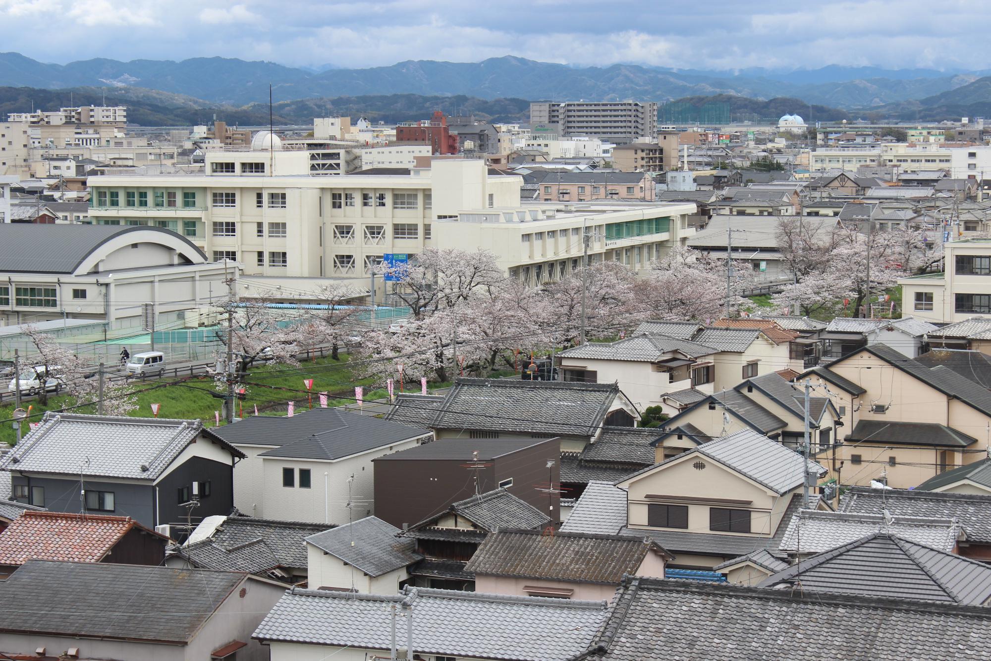 市役所6階から撮影した桜