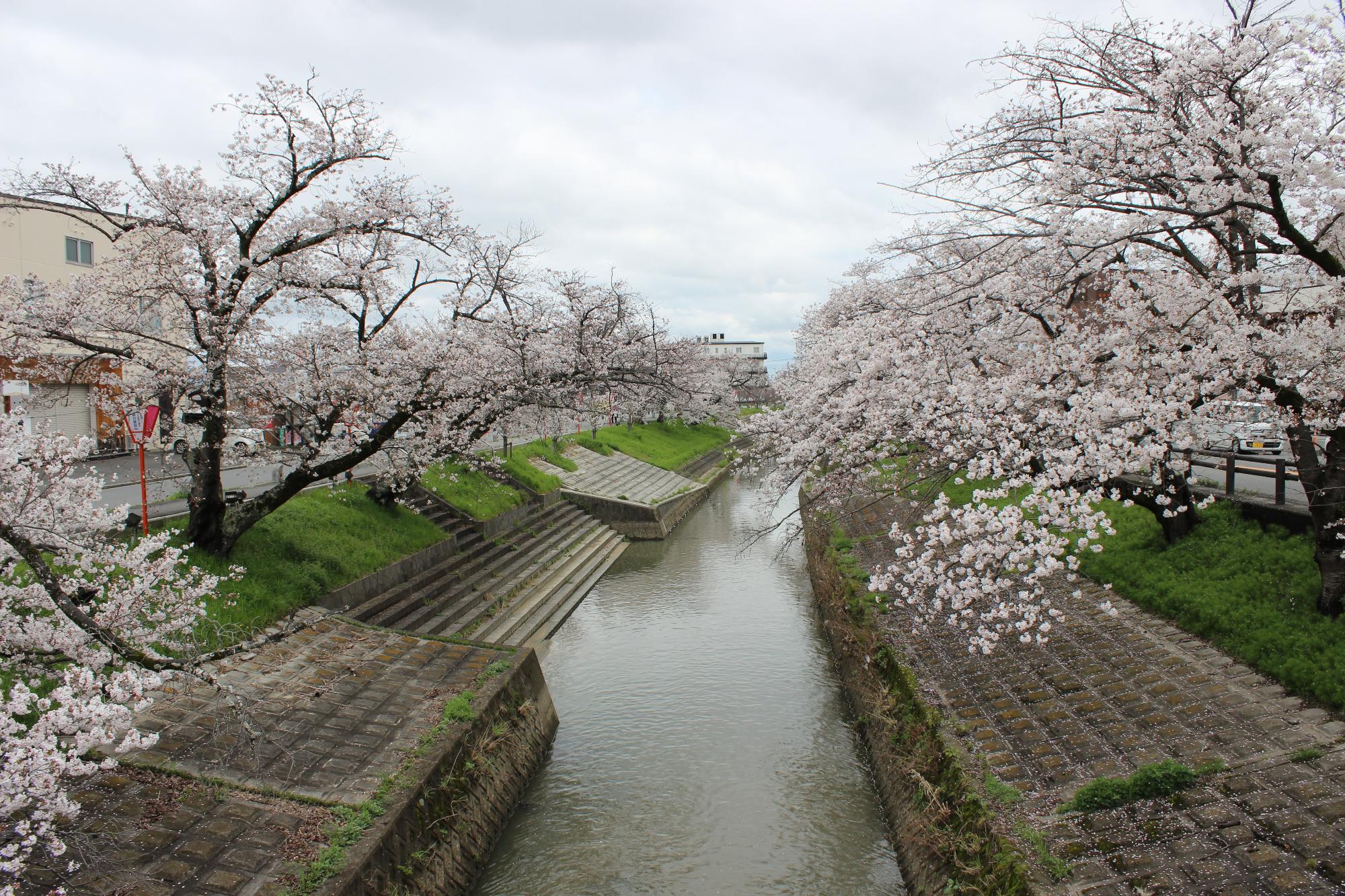 高田橋から撮影した桜