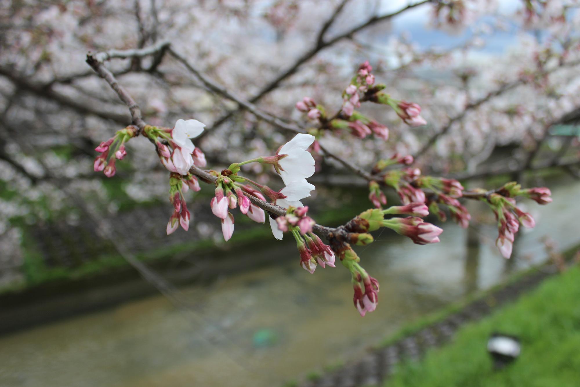 つぼみが多くついた桜