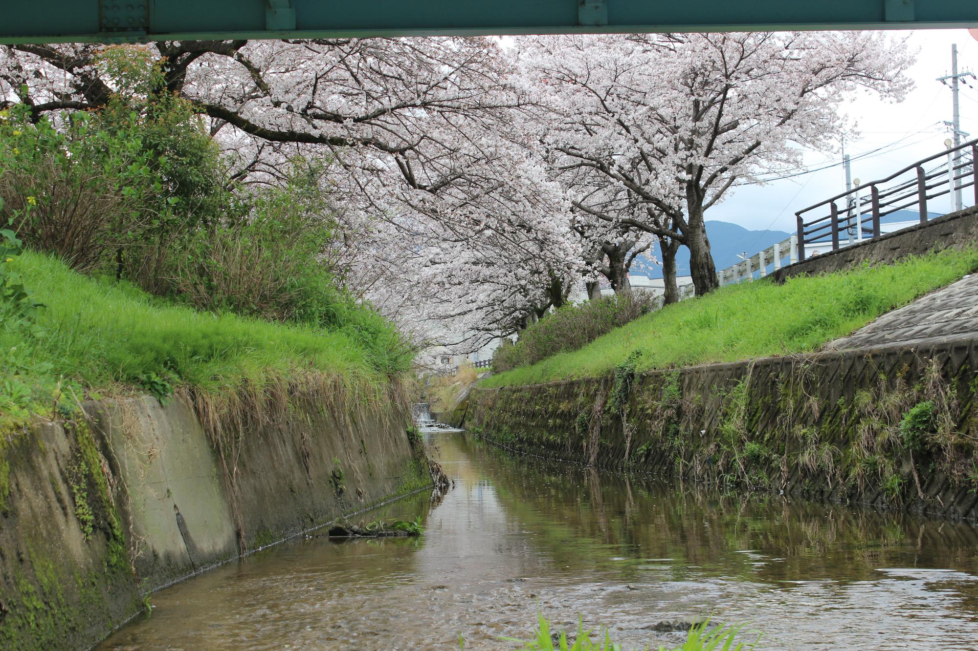 橋の下から撮影した桜